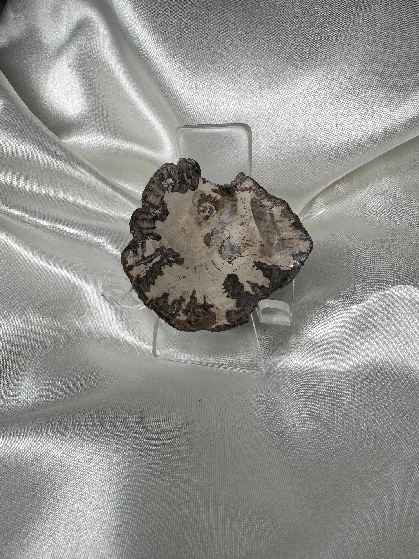 Tranche de Bois Fossilisé – Support Naturel pour Énergie et Méditation Description :