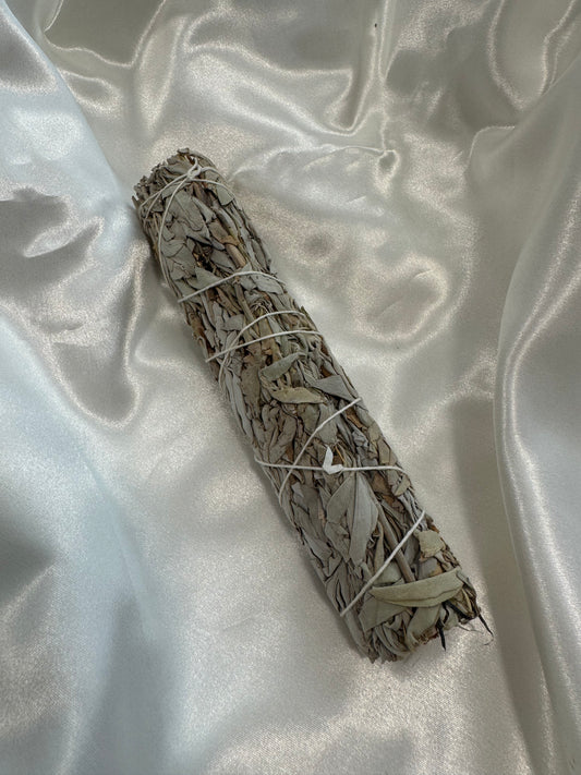 sauge blanche 20 cm